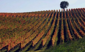 Le colline del Sagrantino