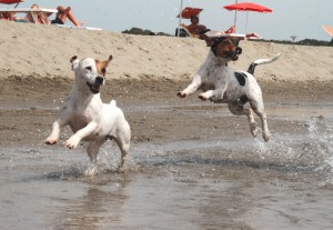 baubeach di maccarese