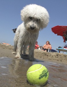 Baubeach di Maccarese