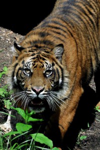 Tigre Kasih al Bioparco di Roma