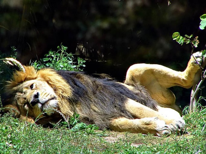 Leone - Bioparco di Roma