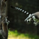 Lemuri sport2_bassa