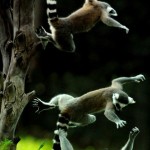 Lemuri_sport_RID