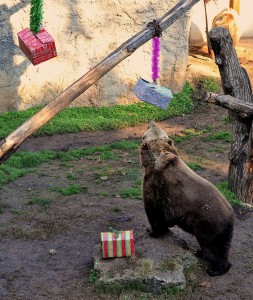 MDG_2309 Natale con gli orsi 2 + addobbi RID2